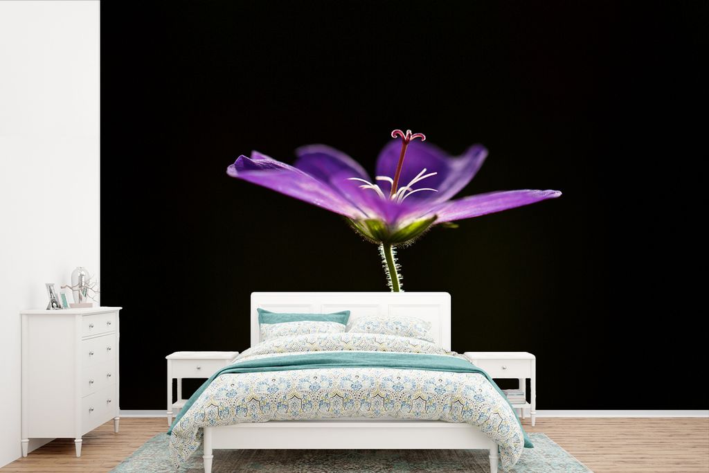 MuchoWow Fototapete für Wohnzimmer oder Schlafzimmer Wandtapete Vinyl Motivtapete Eine lila Geranie auf schwarzem Hintergrund - 360x240 cm - Vin...