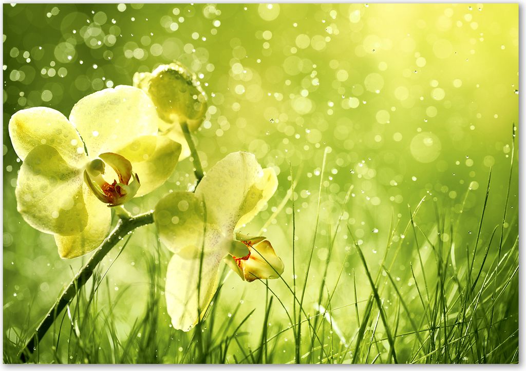 Tulup Glas-Bild - 100 x 70 - Wandbild aus Glas - Wandkunst - Wandbild hinter gehärtetem Sicherheitsglas - Blumen & Pflanzen - Orchidee - Grün