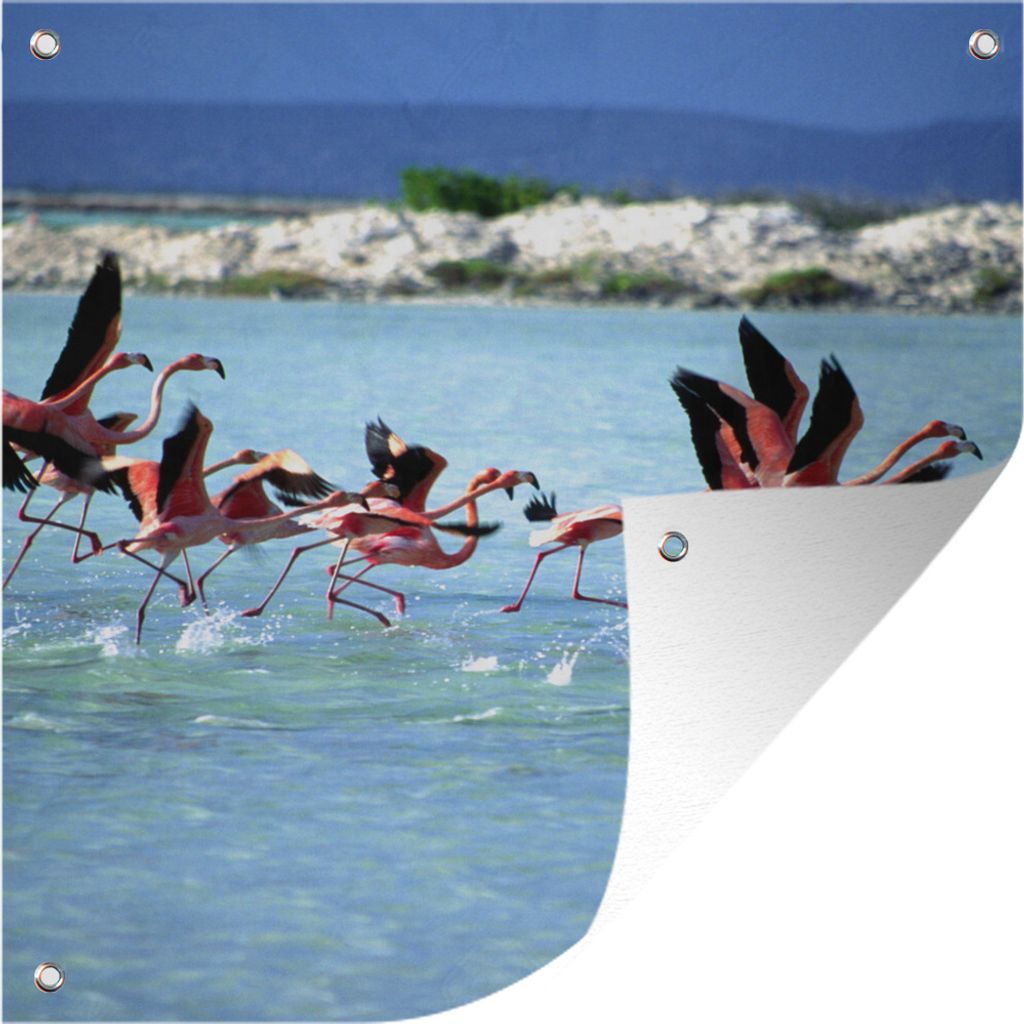 MuchoWow 50x50 cm Outdoor-Poster Gartendeko Sichtschutz Garten Poster für den Garten Flamingos auf Bonaire