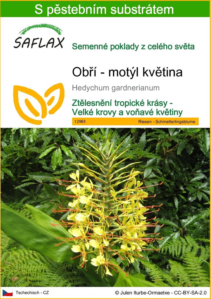 SAFLAX - Obří - motýl květina - Hedychum gardnerianum - 10 Obrázek produktu 