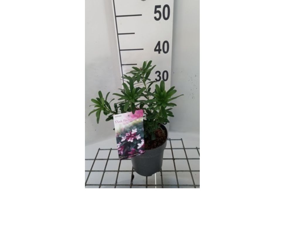 Daphne trans. 'Eternal Fragrance Pink' - Seidelbast 20- 25 cm Container