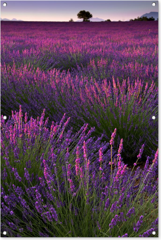 MuchoWow 80x120 cm Outdoor-Poster Gartendeko Sichtschutz Garten Poster für den Garten Die Lavendelregion im französischen Mutterland