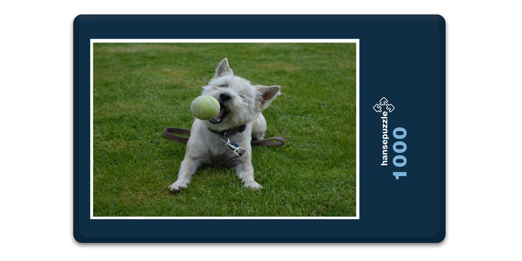 hansepuzzle 11755 - Fang den Ball Puzzle, 1000 Teile, Tierwelt, 60,0 x 46,0cm mit hochwertiger Aufbewahrung, Kartonbox & Beutel