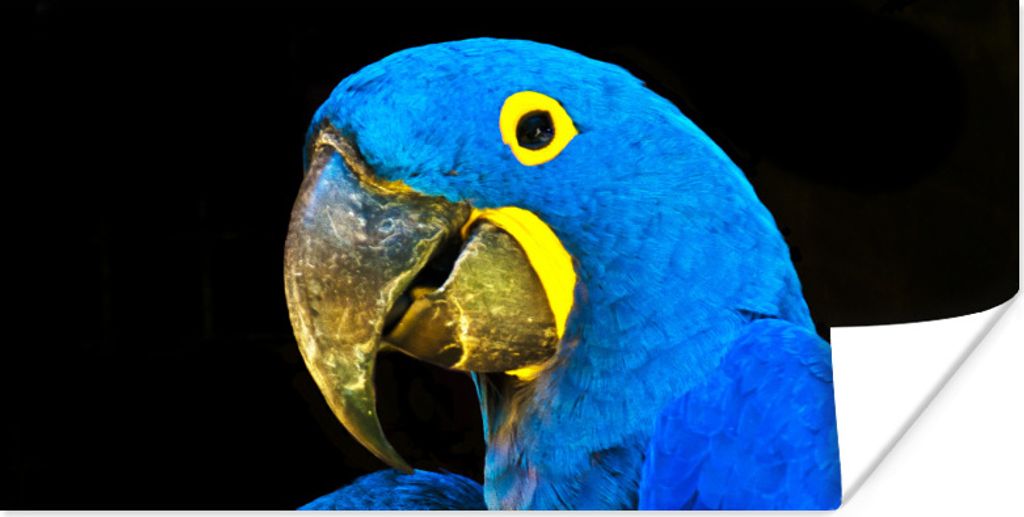 MuchoWow Poster Papagei - Vogel - Federn - Blau 120x60 cm - Bild