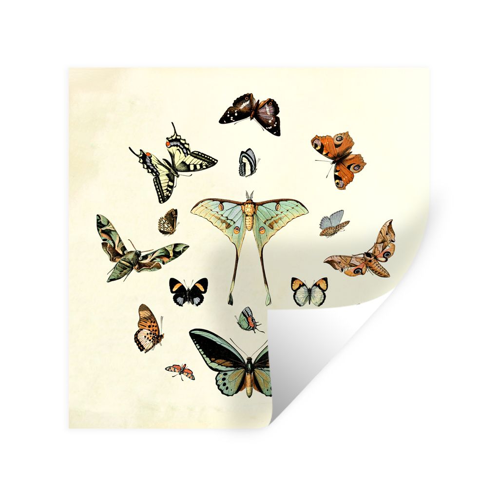 MuchoWow Wandtattoo Wandsticker Wandaufkleber Schmetterling - Tiere - Vintage 100x100 cm Selbstklebend und Repositionierbar - Wierderverwendbar -...