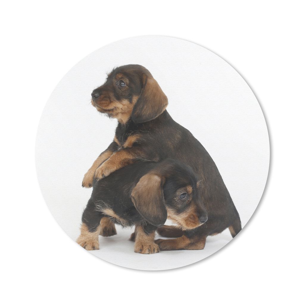 MuchoWow Mauspad Mousepad Studiofoto von zwei süßen Dackeln 50x50 cm - Mousepads - Maus Mat - Pad - Mausunterlage - Vinyl