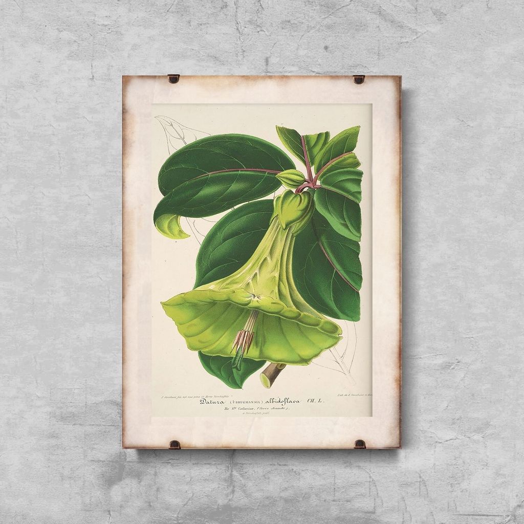 Poster - Canvas - Leinwand - 21 cm x 29,7 cm - Fotoposter - Leinwandkunst - 1957 Teufels Blumen-Blumen Trompeten