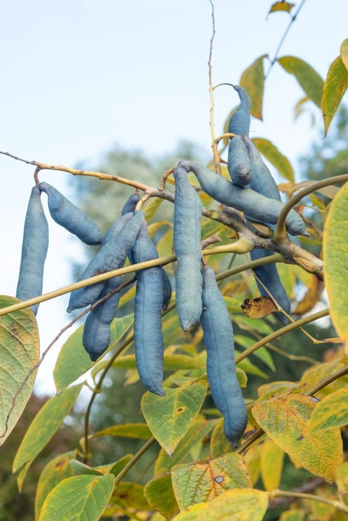 Blaugurkenbaum 20 Samen Produktbild 