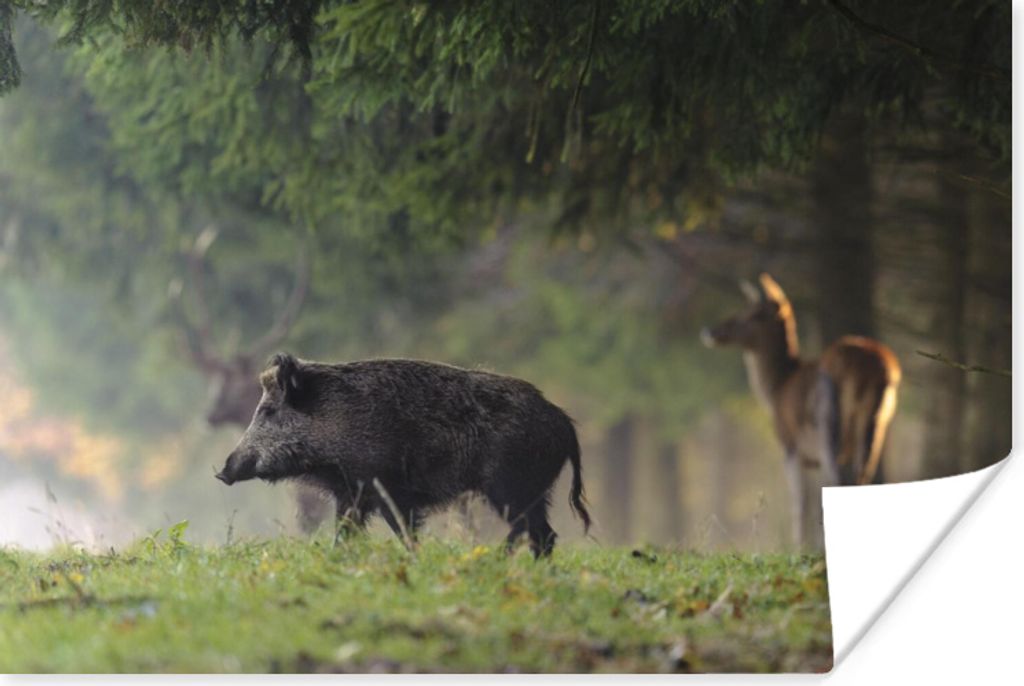 MuchoWow Poster Wildschwein - Rotwild - Wald 180x120 cm - Fotoplakat