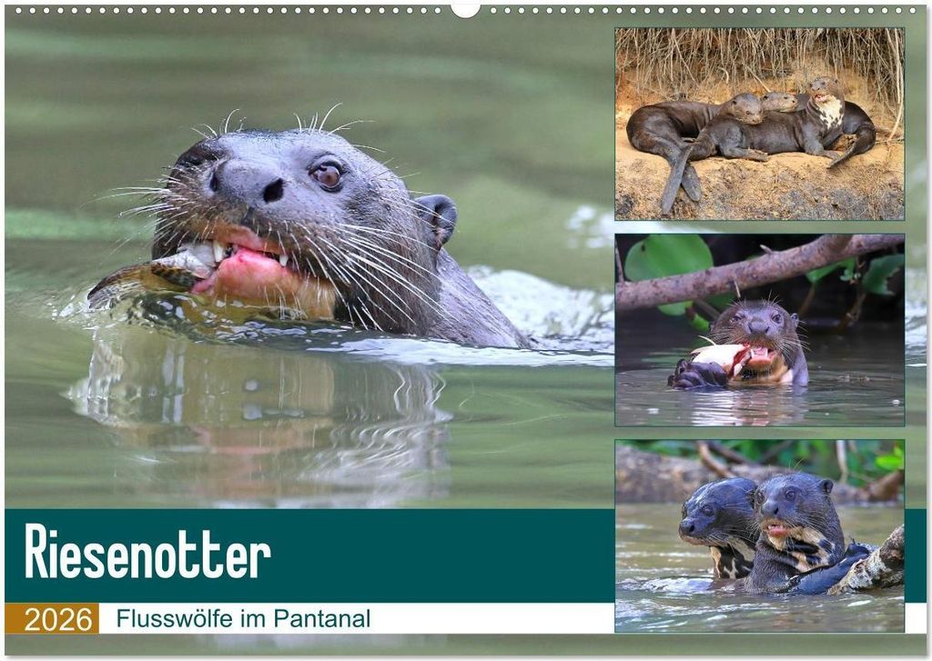 Riesenotter - Flusswölfe im Pantanal (Wandkalender 2026 DIN A2 quer), CALVENDO Monatskalender