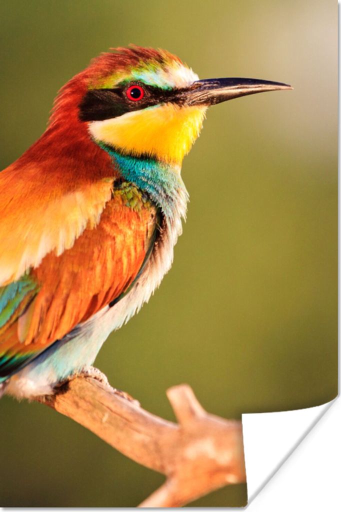 MuchoWow Poster Vögel - Bienenfresser - Regenbogen - Tiere 80x120 cm - Papierdruck