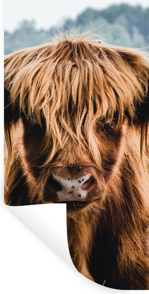 MuchoWow Wandtattoo Wandsticker Wandaufkleber Kühe - Schottische Hochlandbewohner - Braun - Natur 60x120 cm Selbstklebend und Repositionierbar -...