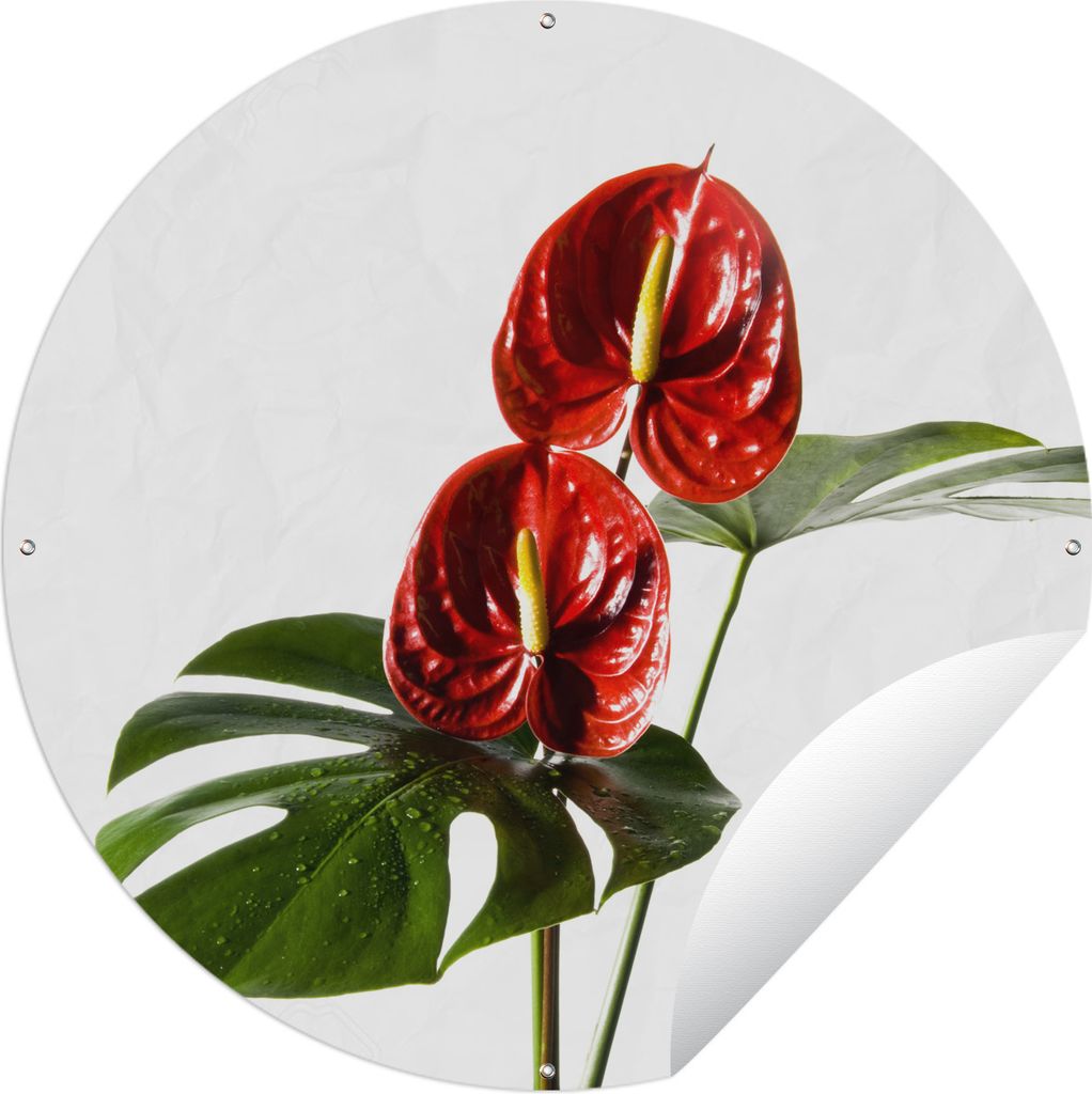 MuchoWow Gartenposter Outdoor-Poster Rund Monstera mit roten Blättern vor einem weißen Hintergrund Ø 150 cm Gartendeko Rundes Poster draußen