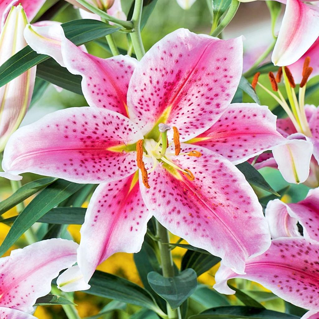 Lilia Orientalna Stargazer 1 szt Lilie cebule lilii cebulki Zdjęcie produktu 