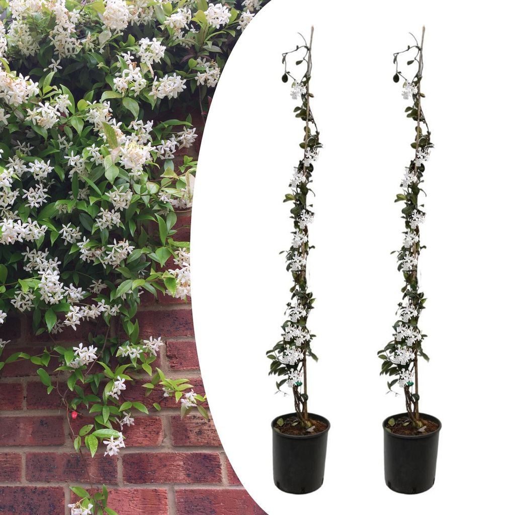 Plant In A Box - Trachelospermum Jasminoides