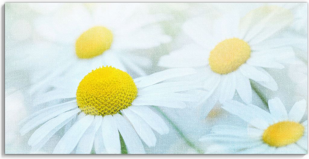 DEQORI Hybrid Leinwand Bild 60x30 cm 'Frühlingsgänseblümchen' Wandbild Glas flach modern