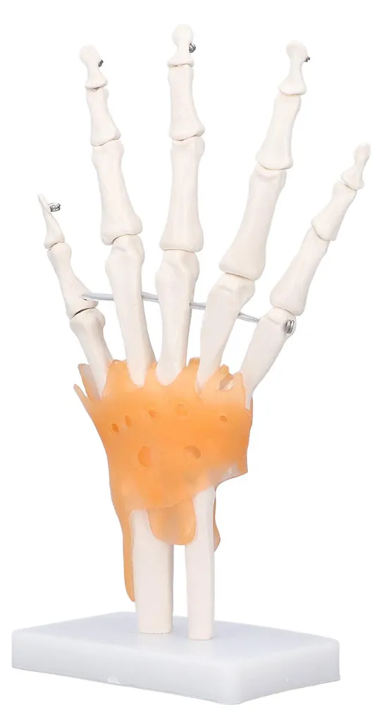 Main en PVC avec articulations mobiles - Taille réelle sur support - 4