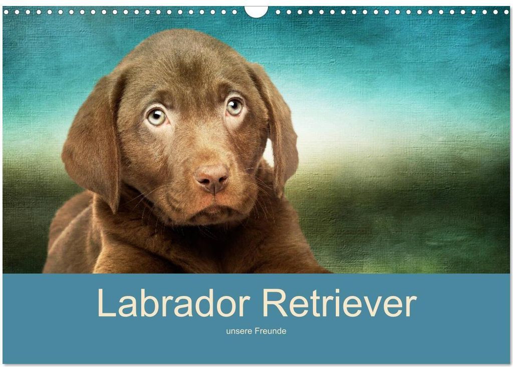 Labrador Retriever unsere Freunde (Wandkalender 2026 DIN A3 quer), CALVENDO Monatskalender
