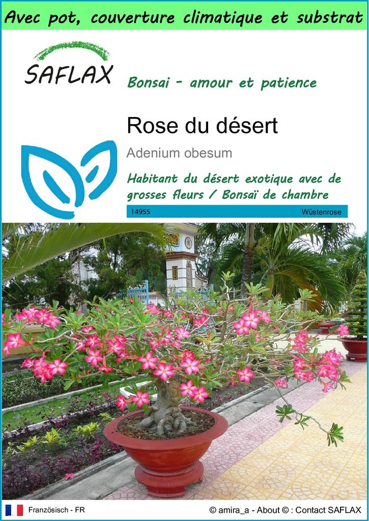 SAFLAX Garden to go - Rose du désert - 8 graines - Adenium Image du produit 