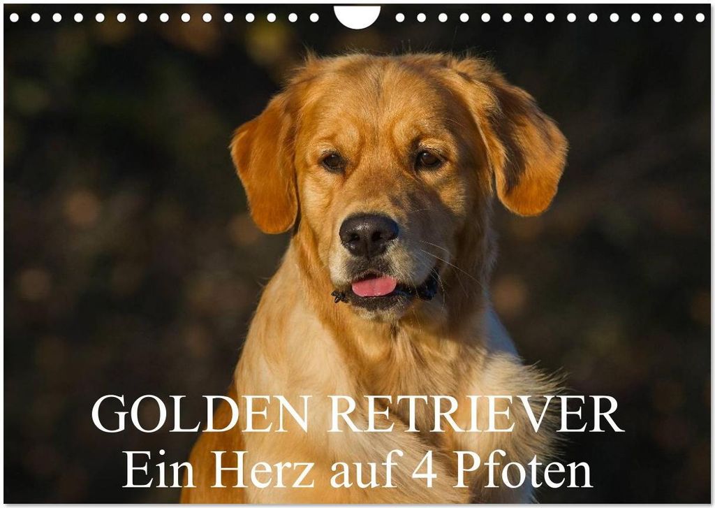 Golden Retriever - Ein Herz auf 4 Pfoten (Wandkalender 2026 DIN A4 quer), CALVENDO Monatskalender