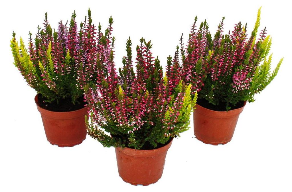 Calluna vulgaris - Set de 3 plantes - Bruyère à balai - Image du produit 