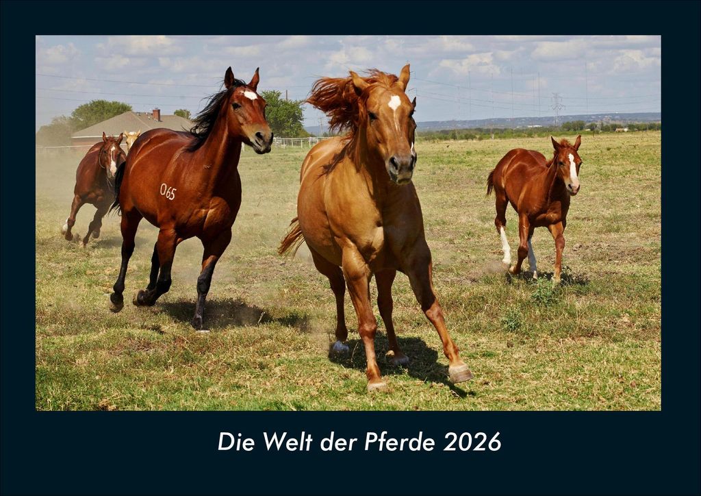 Die Welt der Pferde 2026 Fotokalender - Querformat DIN A4, Monatskalender mit Bild-Motiven von Haustieren, Bauernhof, wilden Tieren und Raubtieren
