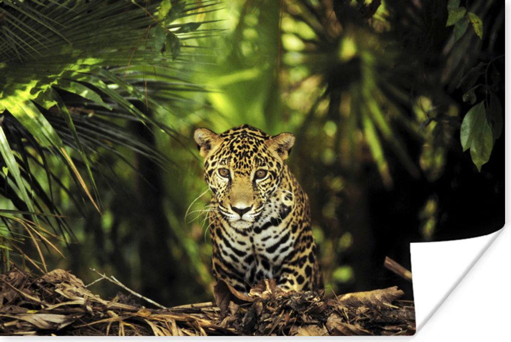 MuchoWow Poster Junger Jaguar im Dschungel 90x60 cm - Schlafzimmer