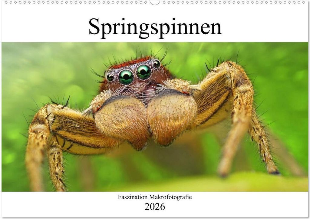 Faszination Makrofotografie: Springspinnen (Wandkalender 2026 DIN A2 quer), CALVENDO Monatskalender