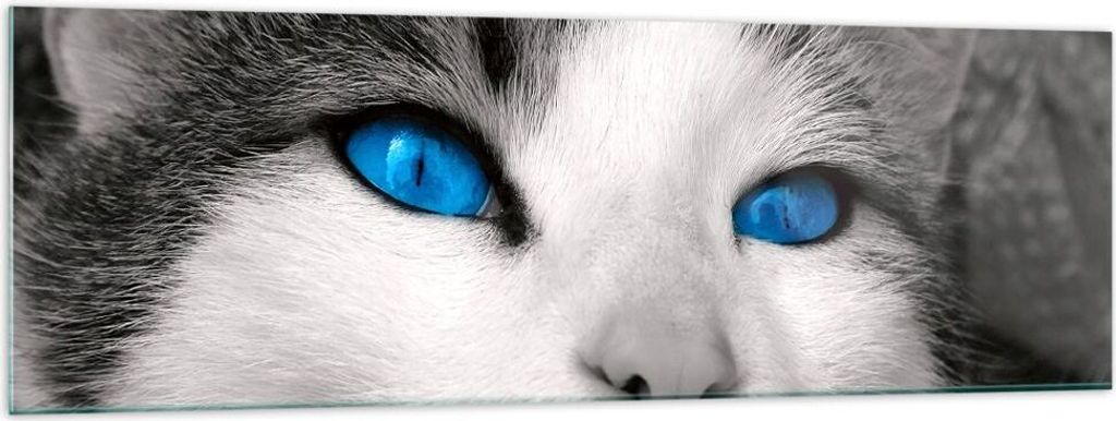 Bilder auf glas - Katze Tiere blaue Augen - 160x50cm - Glasbilder - Wandbilder - Kunstdruck - zum Aufhängen bereit - Wanddekoration aus Glas - Gla...