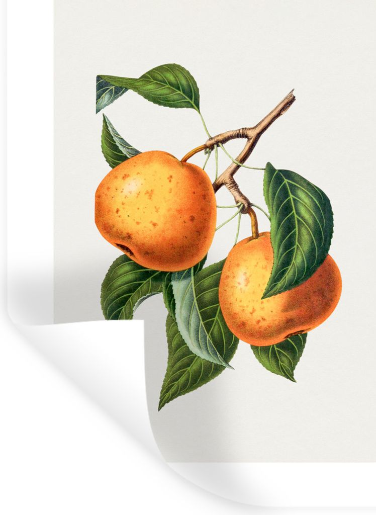 MuchoWow Wandtattoo Wandsticker Wandaufkleber Orange - Blätter - Lebensmittel 90x120 cm Selbstklebend und Repositionierbar - Faltenfrei