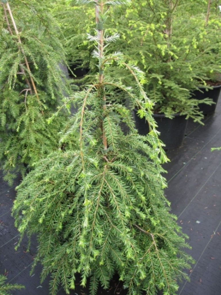 Tsuga canadensis Pendula - Hänge-Hemlocktanne - 40-60 cm
