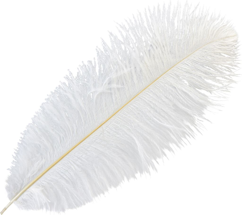 Deko Straußenfedern Weiß 38-40cm 2St – Echte Vogelfeder für Tischdeko, Federschmuck, 2 Stück