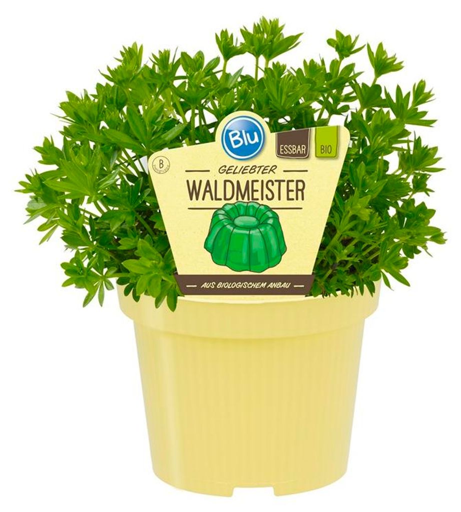 Waldmeister- Galium odoratum - Kräuterpflanze im 12cm Topf Produktbild 