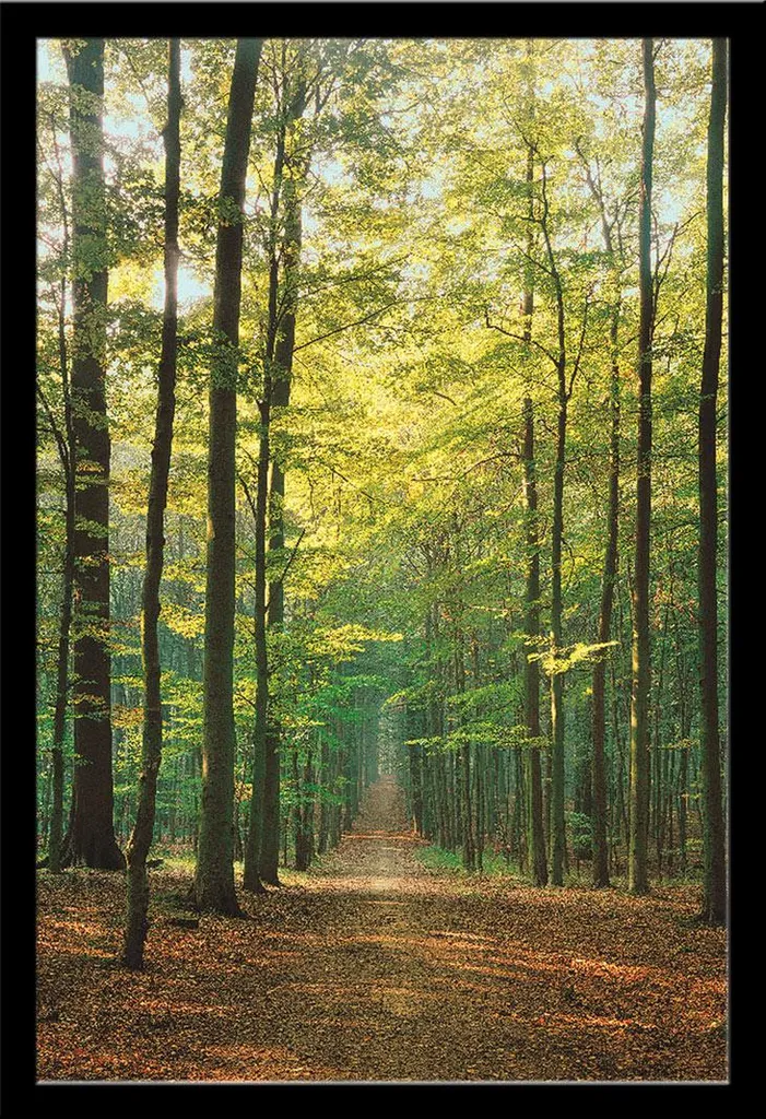 Poster Chemin Forestier Été Affiche 61x91,5 cm avec Cadre MDF Noir