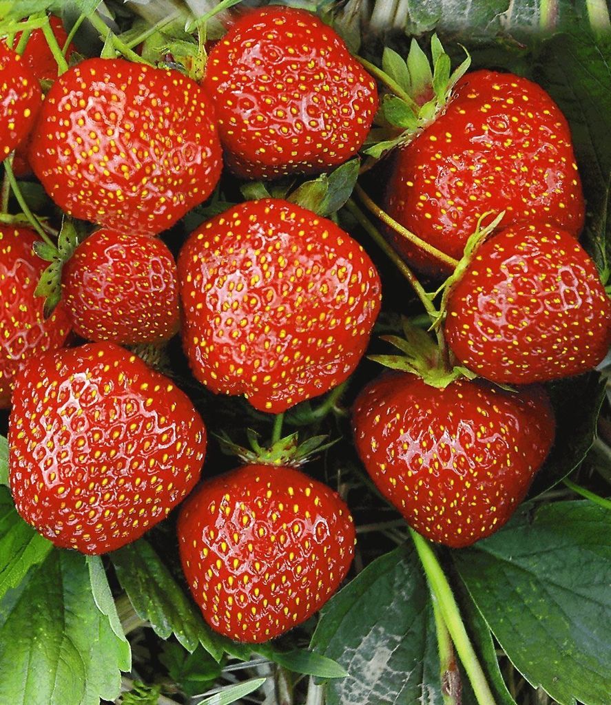 A close-up view of several ripe strawberries with green leaves.