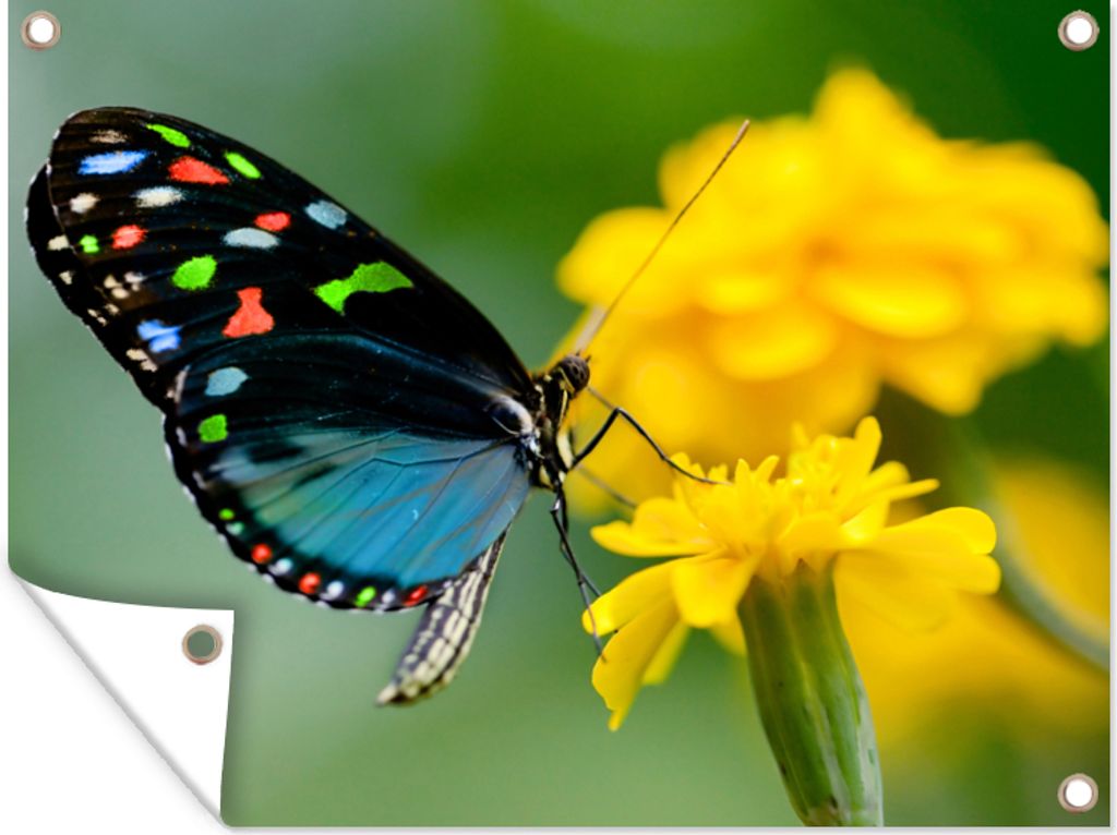 MuchoWow 40x30 cm Outdoor-Poster Gartendeko Sichtschutz Garten Poster für den Garten Schmetterling - Blume - Tier - Insekt