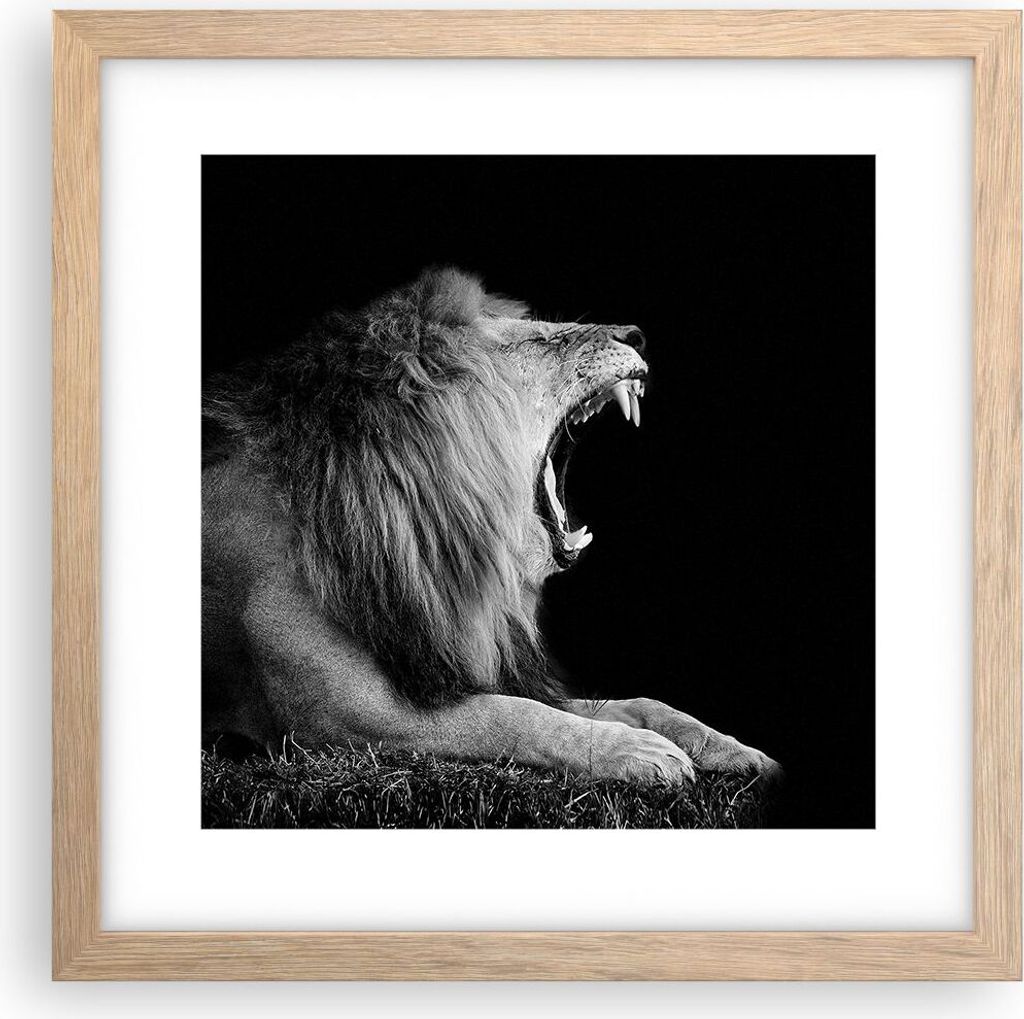 Gerahmtes Poster - Rahmen in heller Eiche - Löwe Gähnen Schwarz und Weiß - 30x30 cm - Wand Bild - Wanddeko - Wandbilder - Wandposter - Bilderrah...