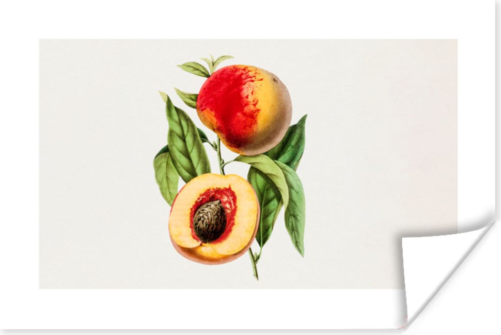 MuchoWow Poster Pfirsich - Lebensmittel - Obst 30x20 cm - Plakate - Print