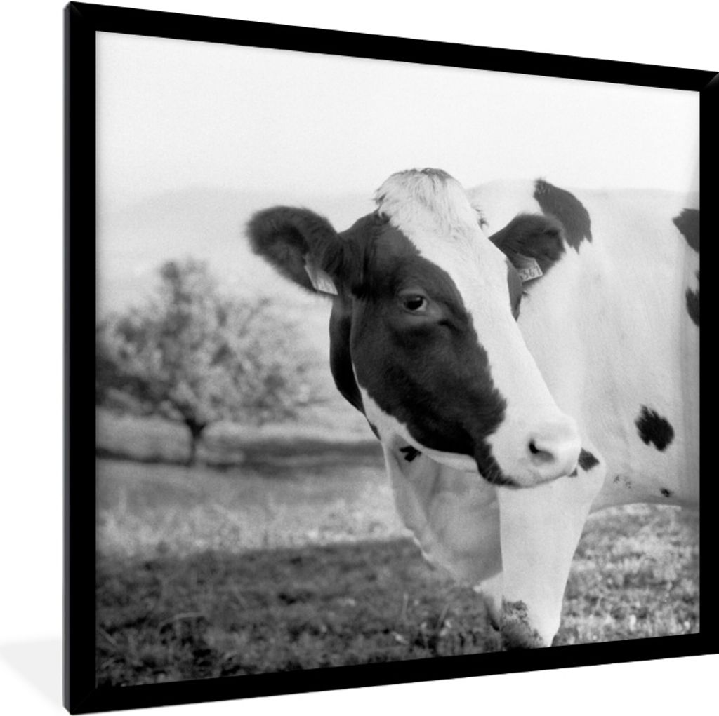 MuchoWow MuchoWow Gerahmtes Poster Porträt einer Kuh 40x40 cm - Poster mit zchwarzem Bilderrahmen - Mit Rahmen - Wanddekoration Schlafzimmer