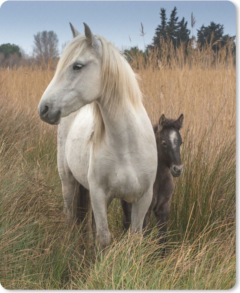 MuchoWow Mauspad Mousepad Pferd mit Fohlen in der Camargue 19x23 cm - Mousepads - Maus Mat - Pad - Mausunterlage - Mauspads - Spielen