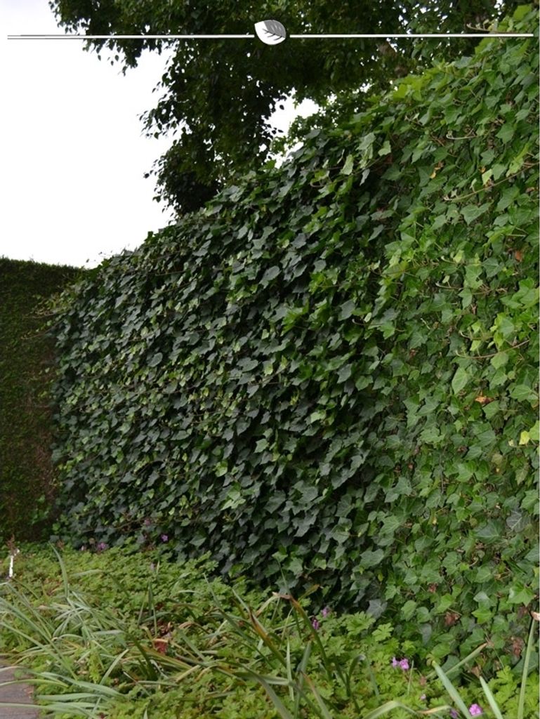 Irischer Efeu Hedera hibernica 150-175 cm im Topf, 500x Heckenpflanze