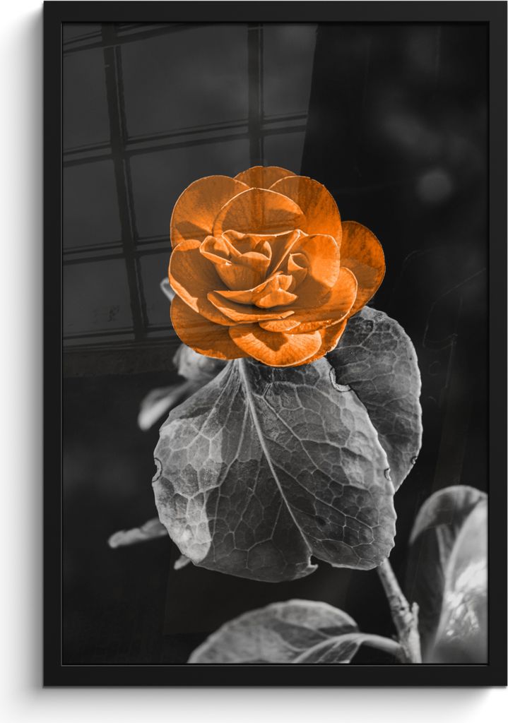 MuchoWow MuchoWow Gerahmtes Poster Blumen - Rosen - Orange - Schwarz - Weiß 40x60 cm - Poster mit zchwarzem Bilderrahmen - Papierdruck - Wandb...