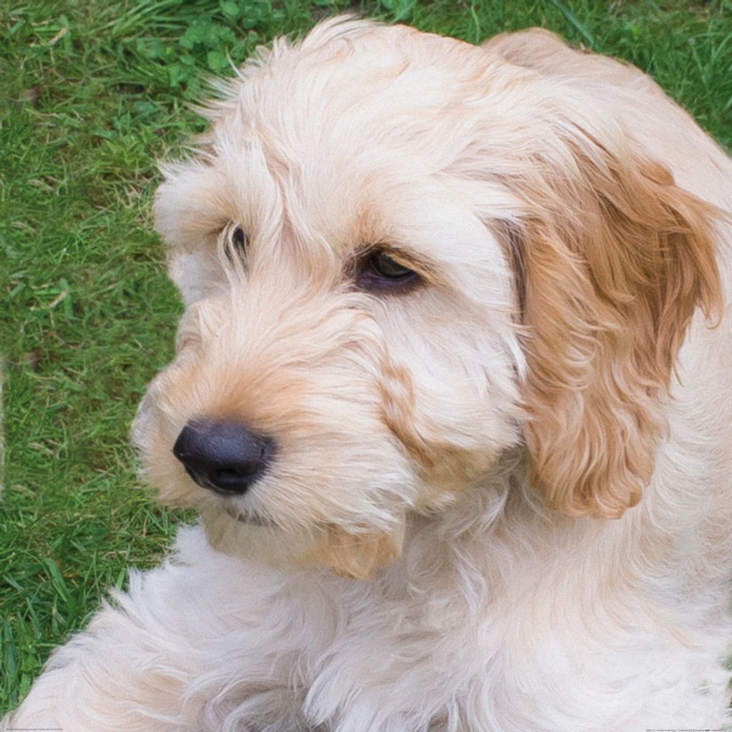 Hunde Kunstdruck Bild - Junger Cockapoo Im Gras (100 x 100 cm)