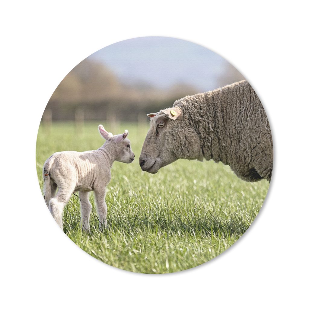 MuchoWow Mauspad Mousepad Schafe - Gras - Frühling 30x30 cm - Mousepads - Maus Mat - Pad - Mausunterlage - Tischunterlage - Schreibtischmatten