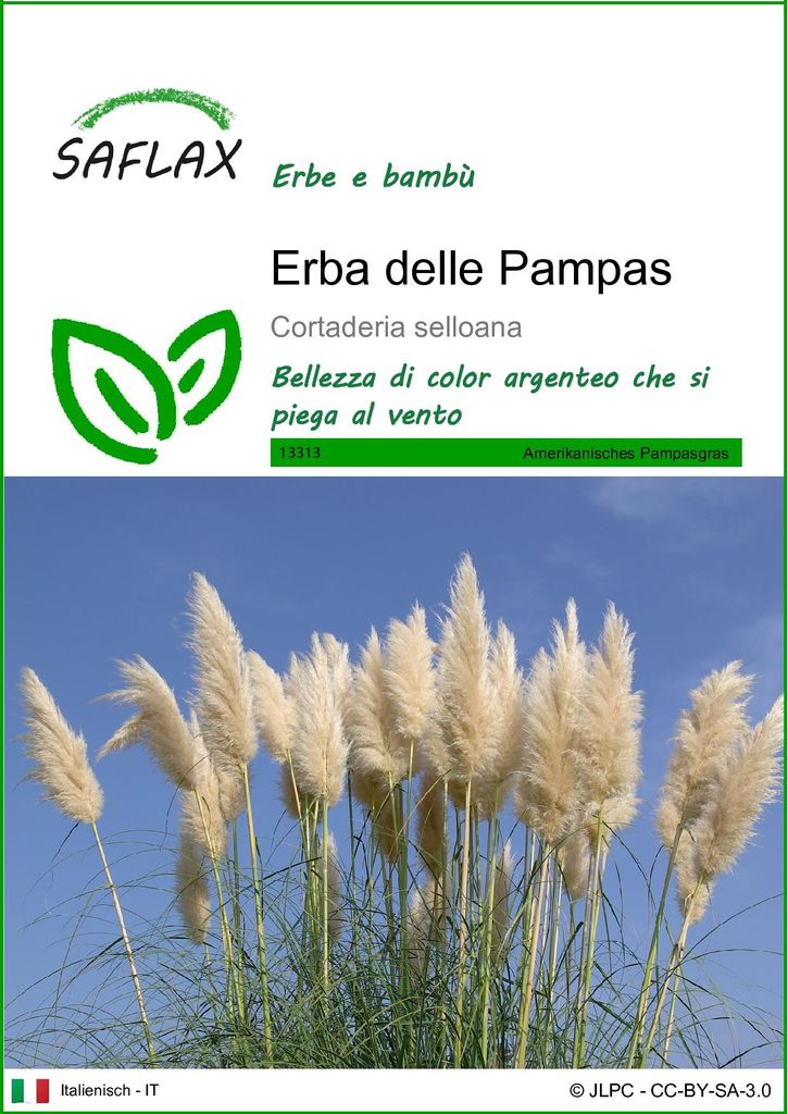 SAFLAX  - Erba delle Pampas - 200 semi - Cortaderia Immagine del prodotto 