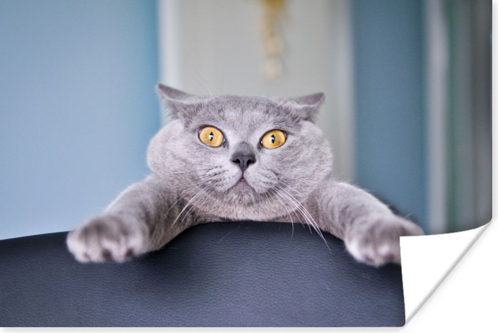 MuchoWow Poster Katze - Angst - Stuhl 120x80 cm - Bilder