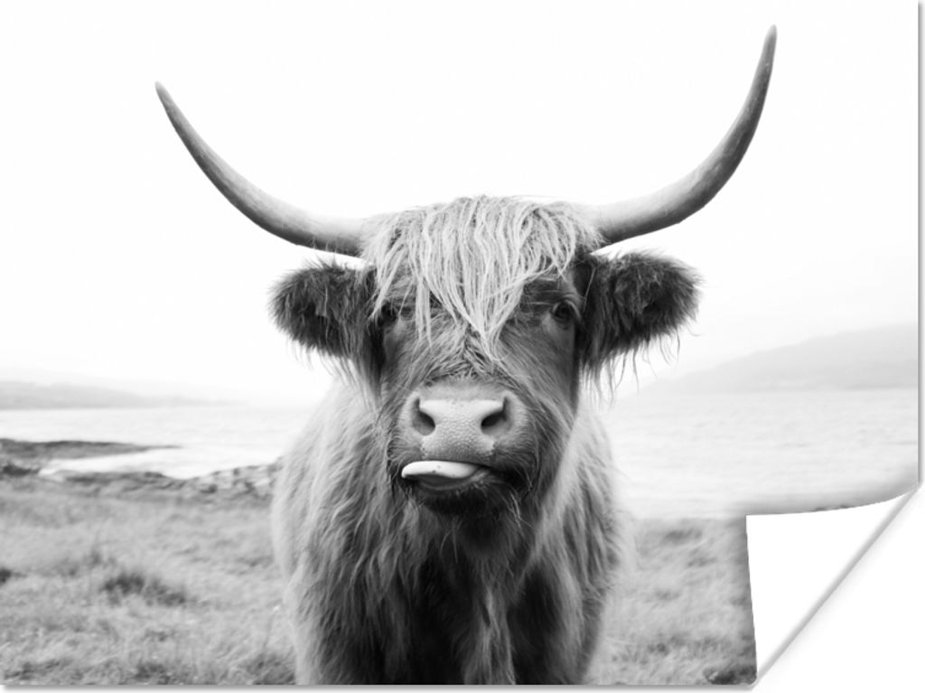 MuchoWow Poster Tiere - Schottischer Highlander - Kuh - Schwarz - Weiß 40x30 cm - Plakate für die Wände - Poster Wohnzimmer