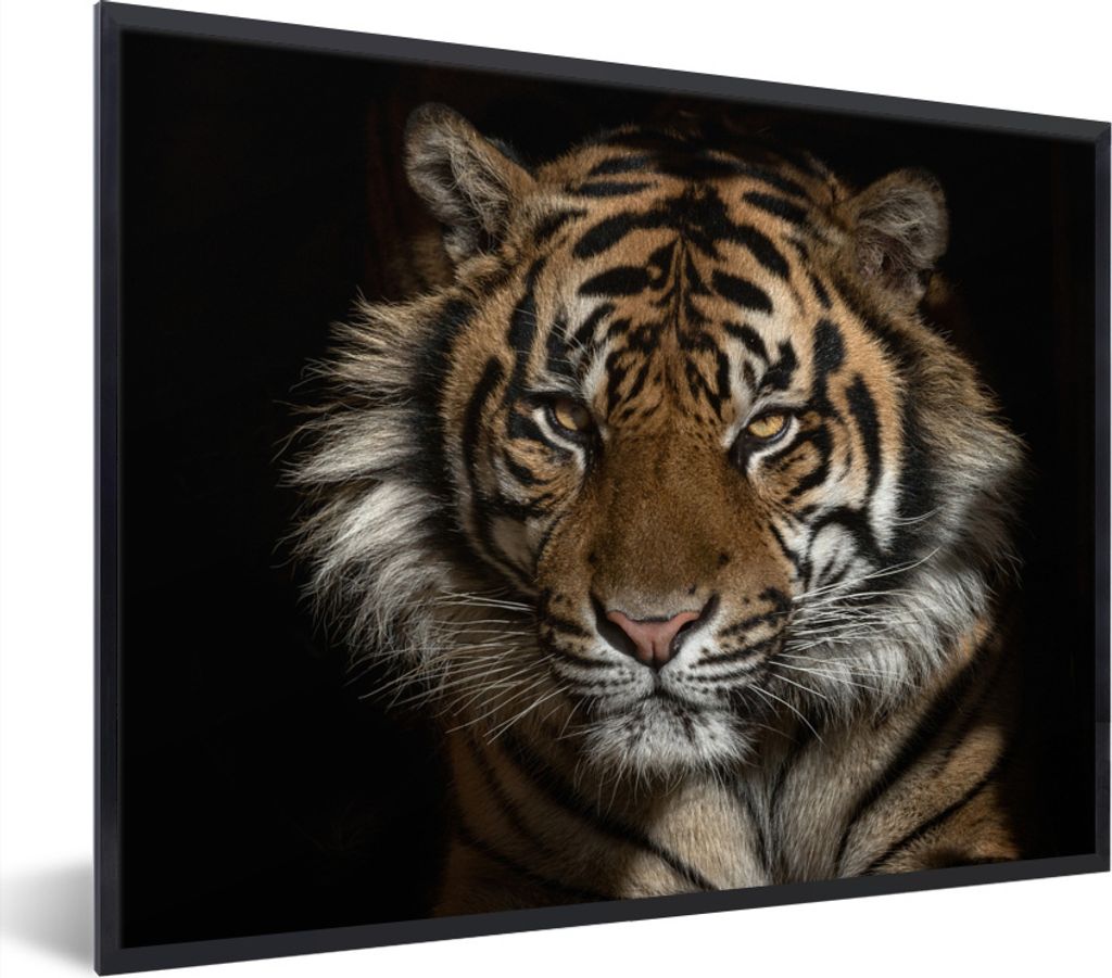 MuchoWow Gerahmtes Poster Tiger - Wilde Tiere - Porträt 40x30 cm - Poster mit Schwarzem Bilderrahmen Wandposter Rahmen Foto Bilder - Kunstposter...