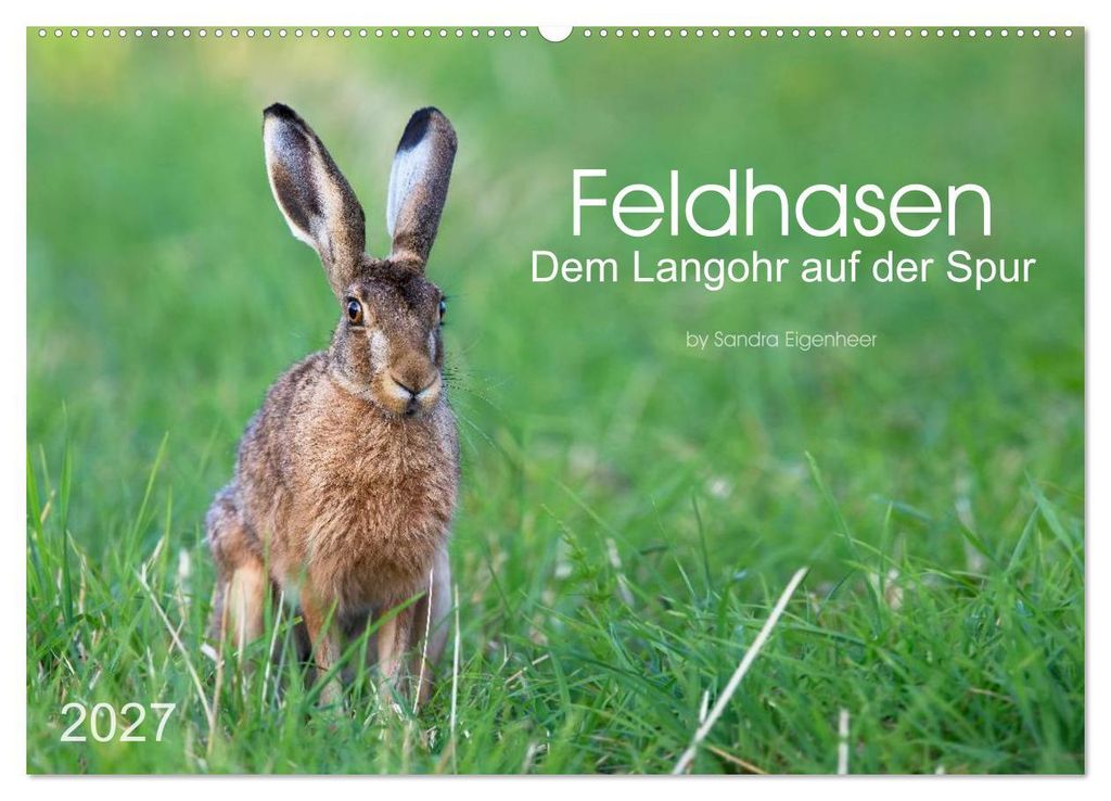 Feldhasen - dem Langohr auf der Spur (Wandkalender 2027 DIN A2 quer), CALVENDO Monatskalender
