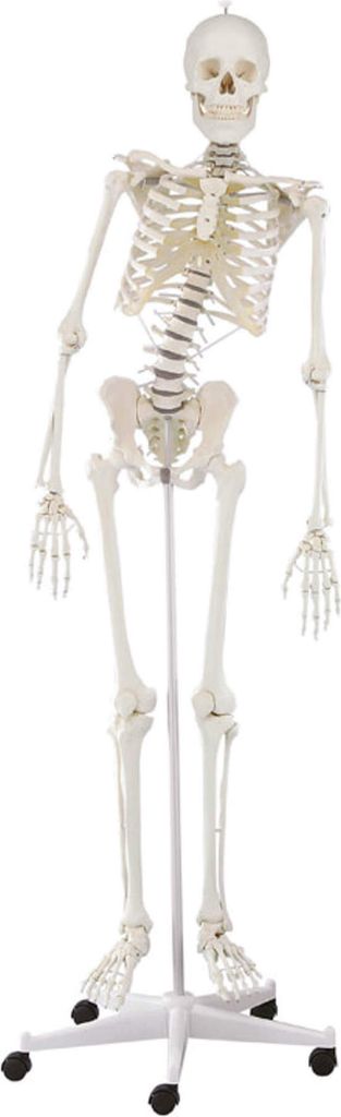 Model kostry Erler Zimmer "Skeleton Hugo", pohyblivý Obrázok produktu 